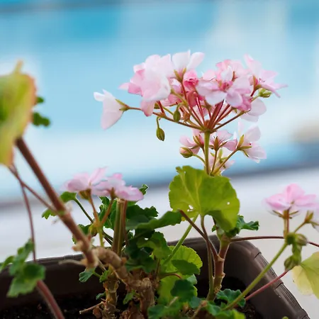 New Line Village サニービーチ