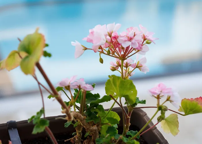 New Line Village Slantchev Briag